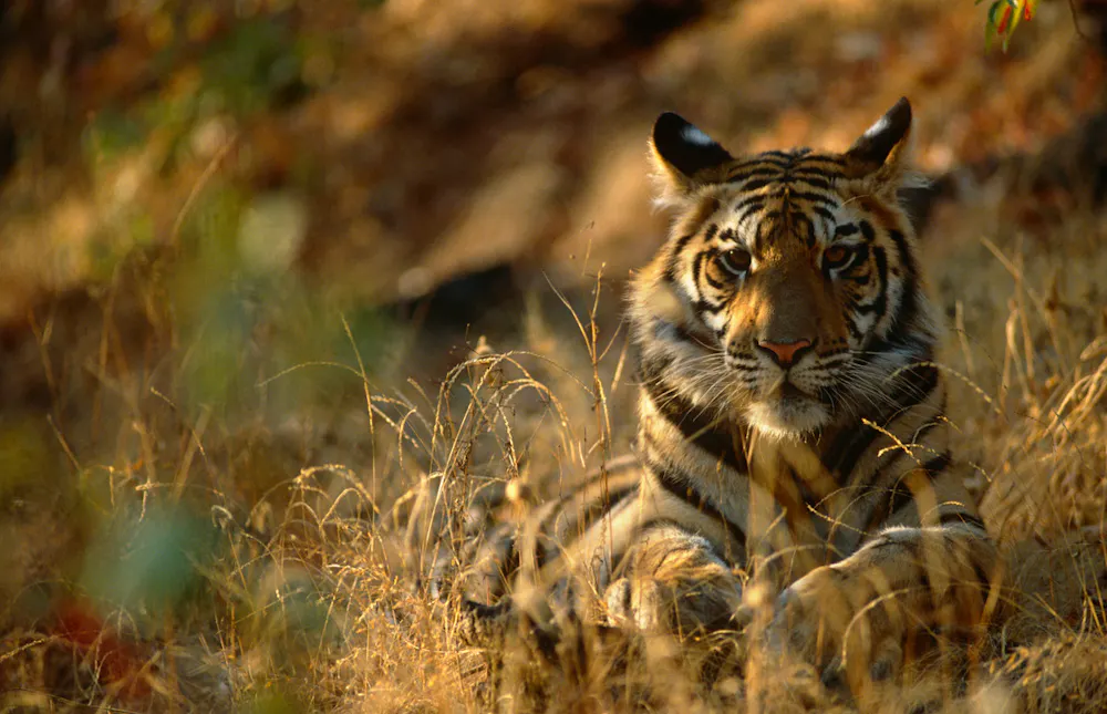Tiger - Living Planet Report 2026