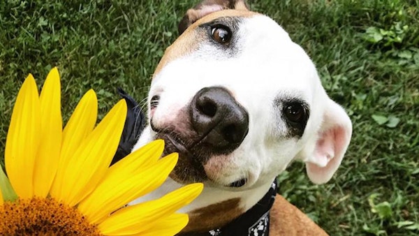 Best Friends animal sanctuary