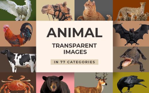 Animal Transparent Images