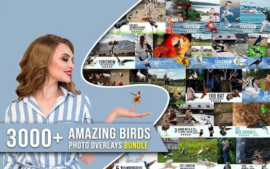 3000+ Amazing Birds Photo Overlays Bundle