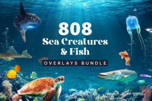 808 Sea Creatures & Fish Overlays