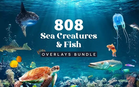 808 Sea Creatures & Fish Overlays Bundle