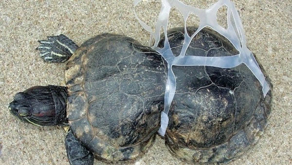 plastic is bad for turtles switch to glass bottles