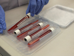 Gloved hands placing blood sample tubes into protective transport packaging designed for safer laboratory sample handling and transport