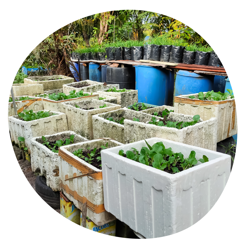 Image: Several broccoli boxes containing seedlings.