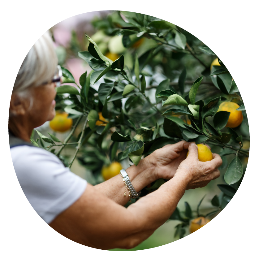 A person reaching to pluck a lemon from a tree.