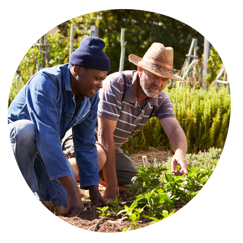 Image: Two people crouch at a garden bed in a sunny food garden.