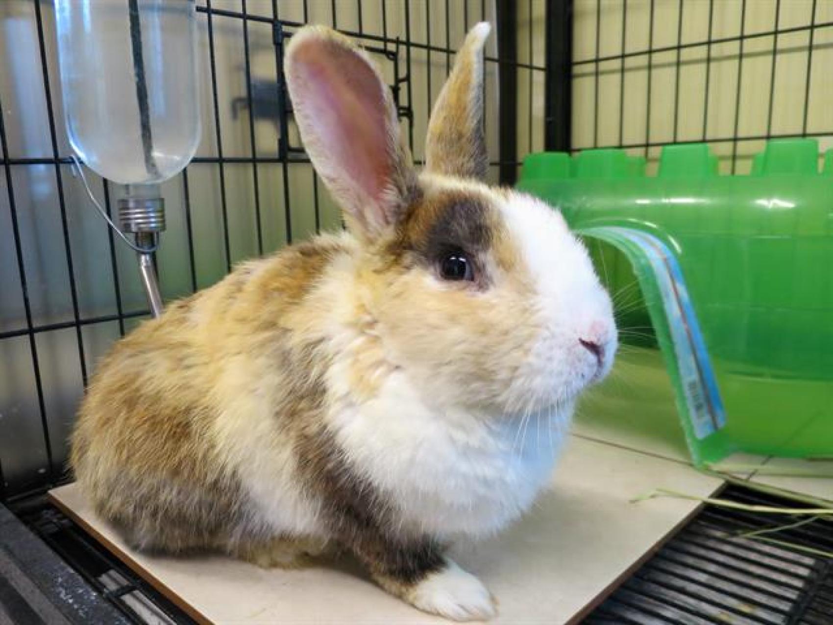 VISIT OC ANIMAL CARE