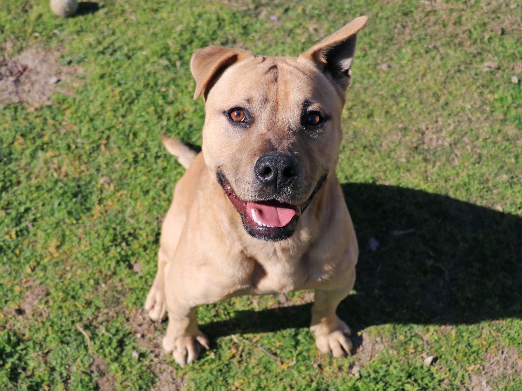 VISIT OC ANIMAL CARE