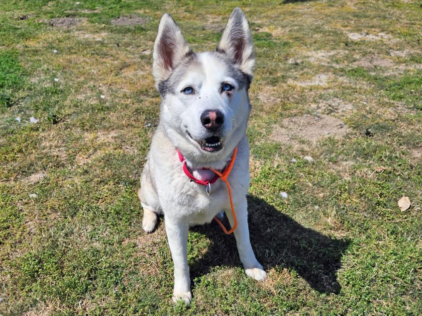 VISIT OC ANIMAL CARE