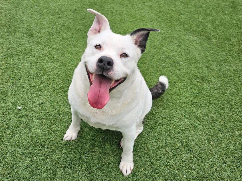 VISIT OC ANIMAL CARE