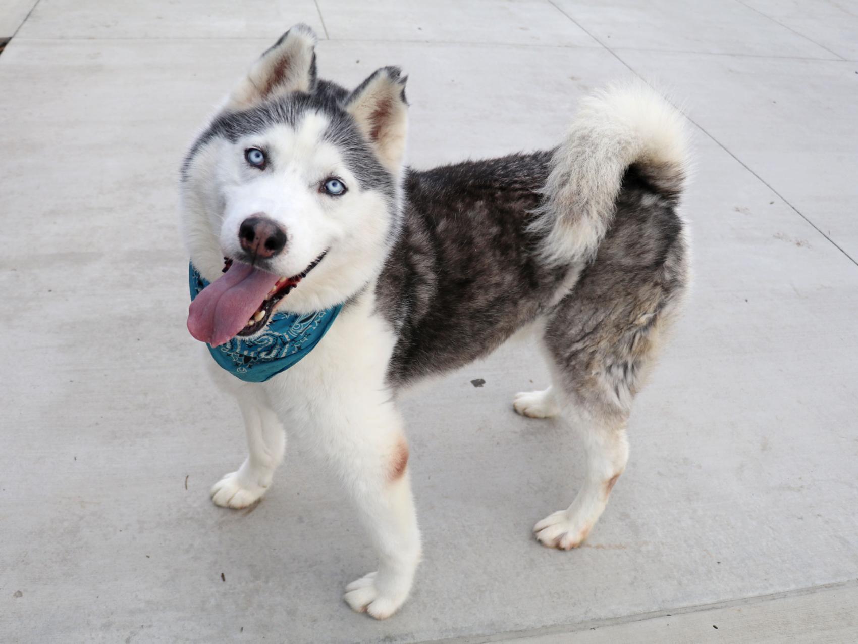 VISIT OC ANIMAL CARE