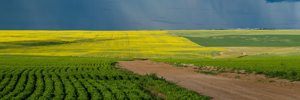 Email Image