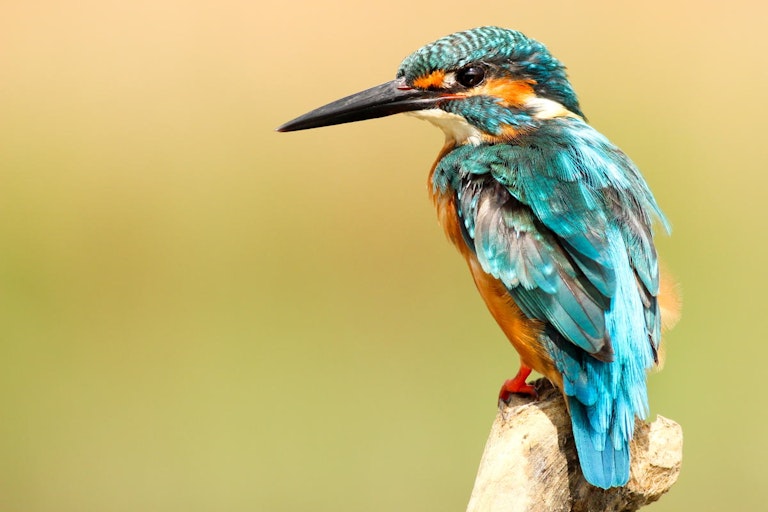 Bullet train designs based on a kingfisher's bill