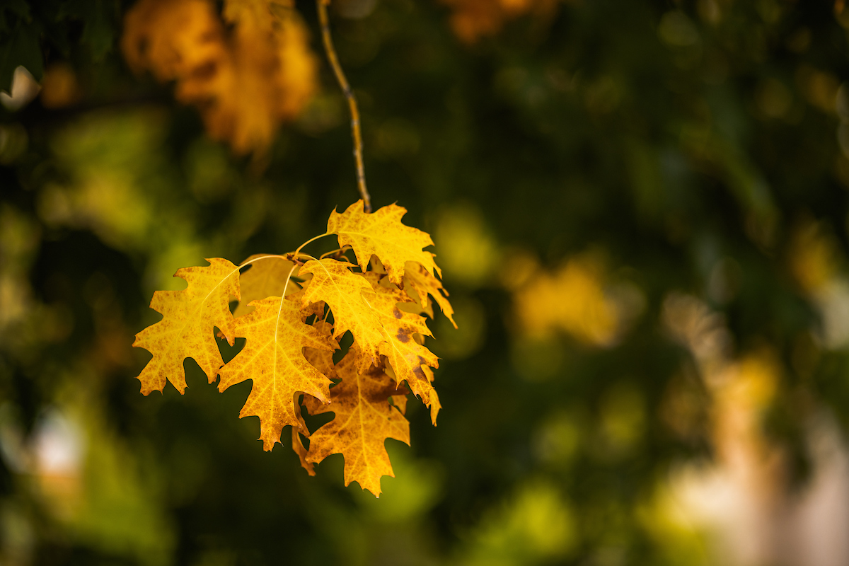 Aerial view of Gonzaga Family Haven
