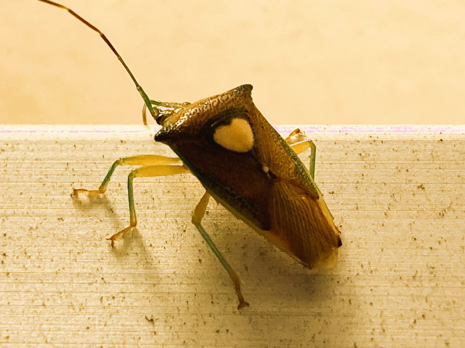 Email Image