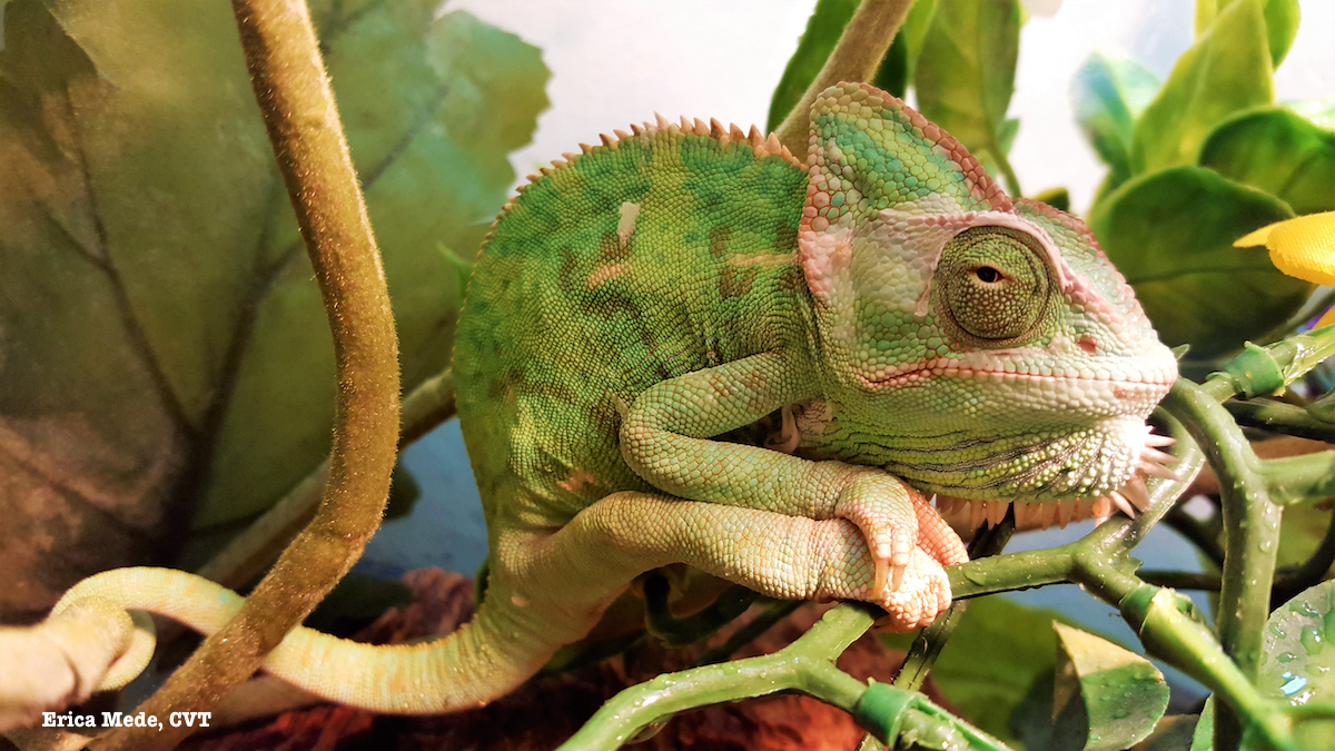 Veiled chameleon on vines