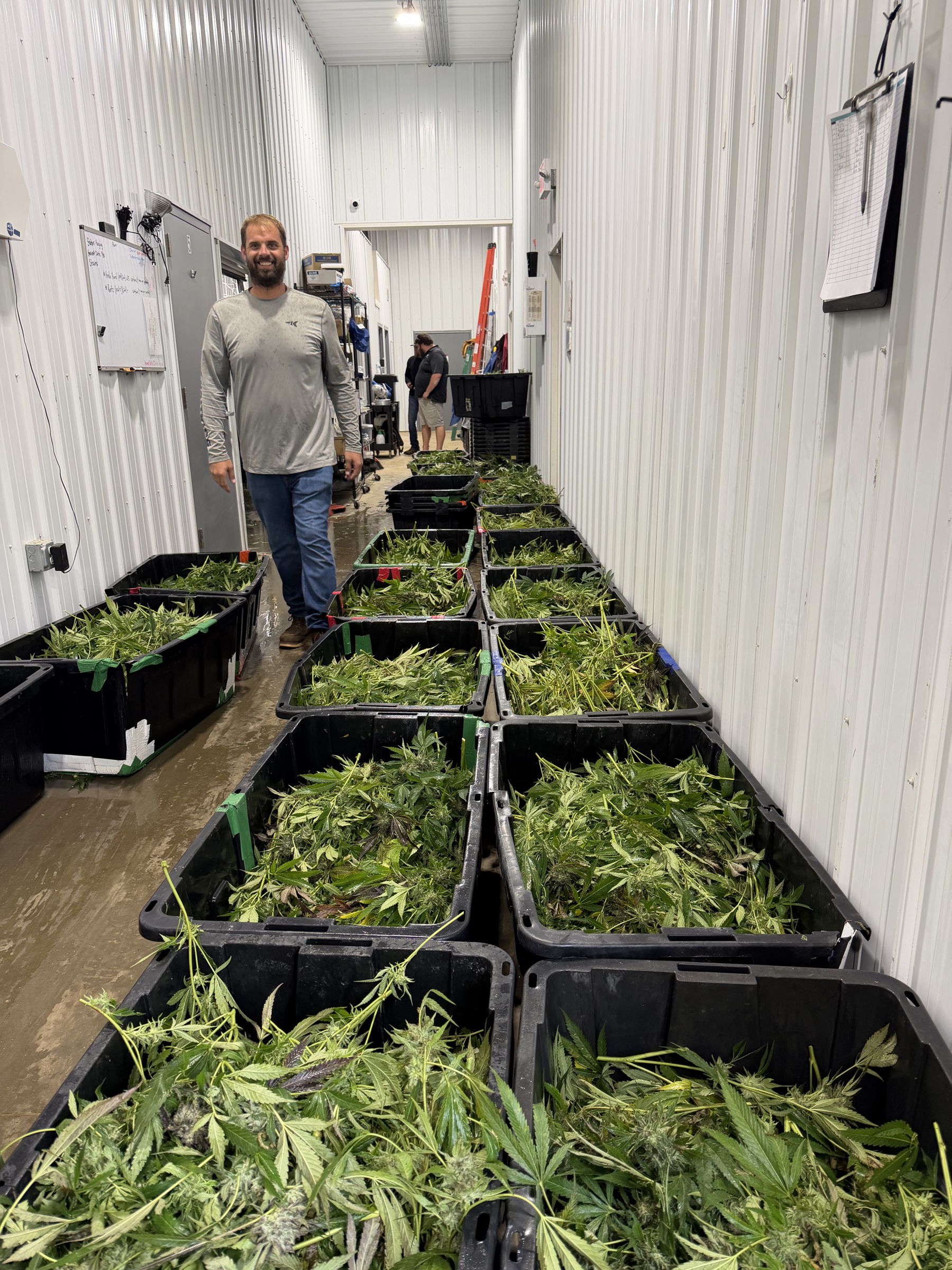 Freshly harvested plants in bins lining the Grasshopper Farms dry room