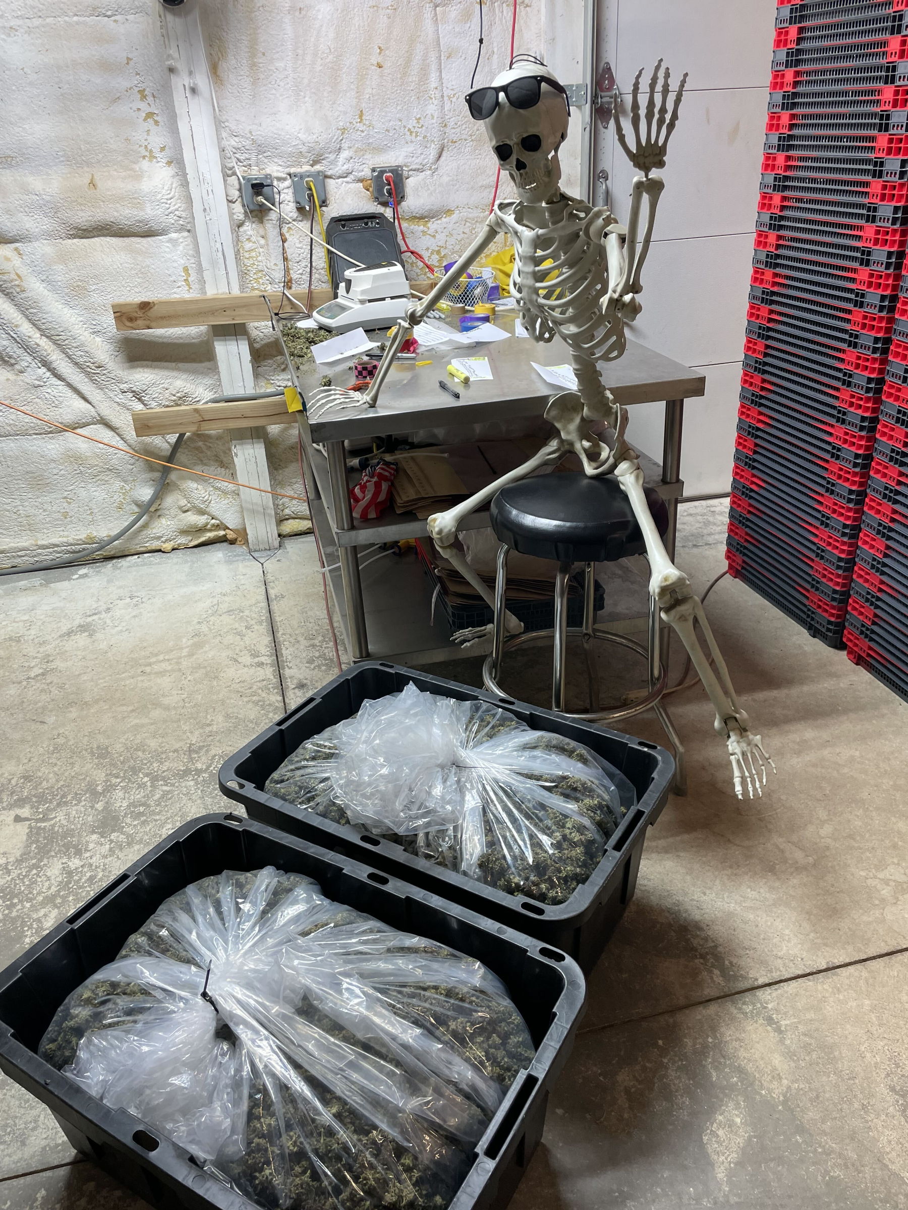 A skeleton in sunglasses at the trim station, keeping watch over bags of freshly harvested flower