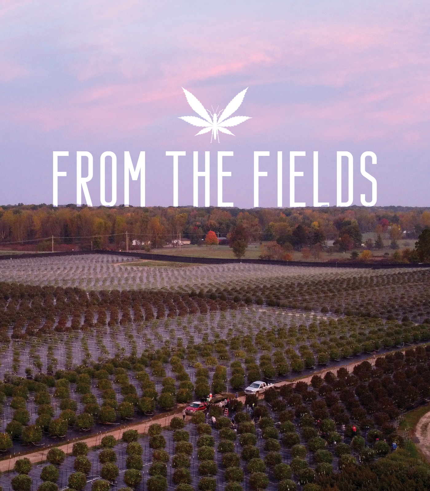 From the Fields: an aerial view of the Grasshopper Farms fields at dusk