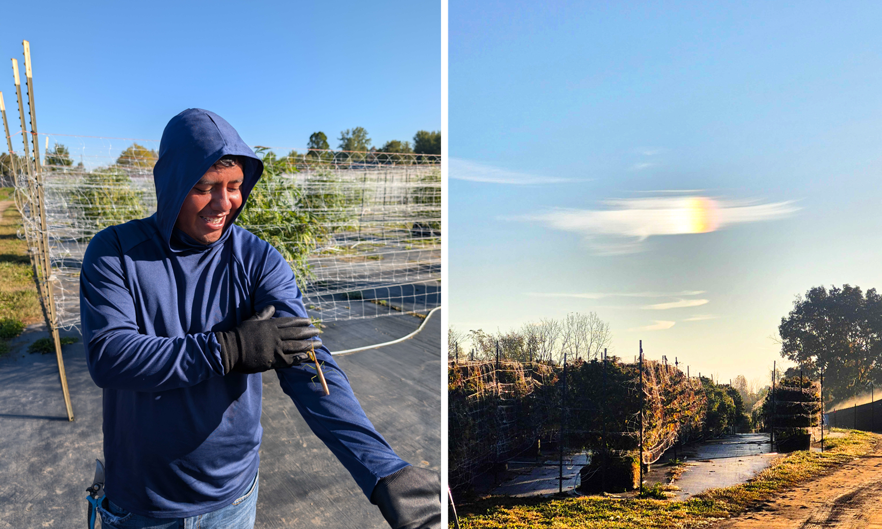 A praying mantis on a team member's arm, and a cloud rainbow over the farm