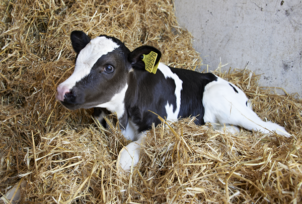Email Image