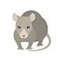 Email Image