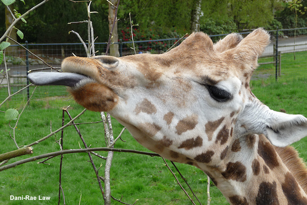 Giraffe sticking out tongue Source:  Giraffe Rude Dani-Rae Law via Flickr Creative Commons