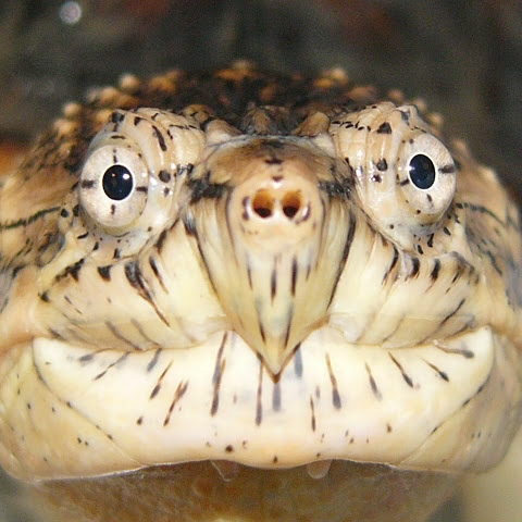 Email Image