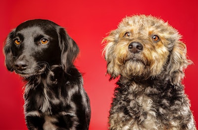 Stages of a Pet Scam