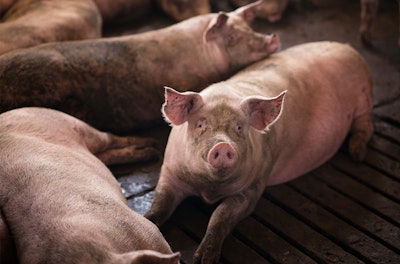 Sha Zhu Pan: The Pig Butchering Scams