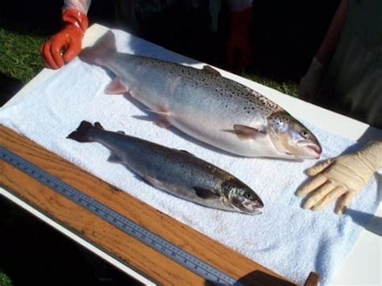 Genetically Engineered Salmon vs. Regular Salmon size at 18 months