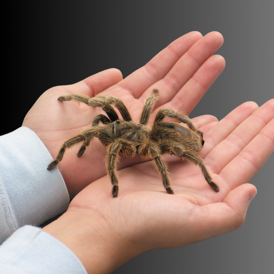 Fun Full Friends FFF graphic