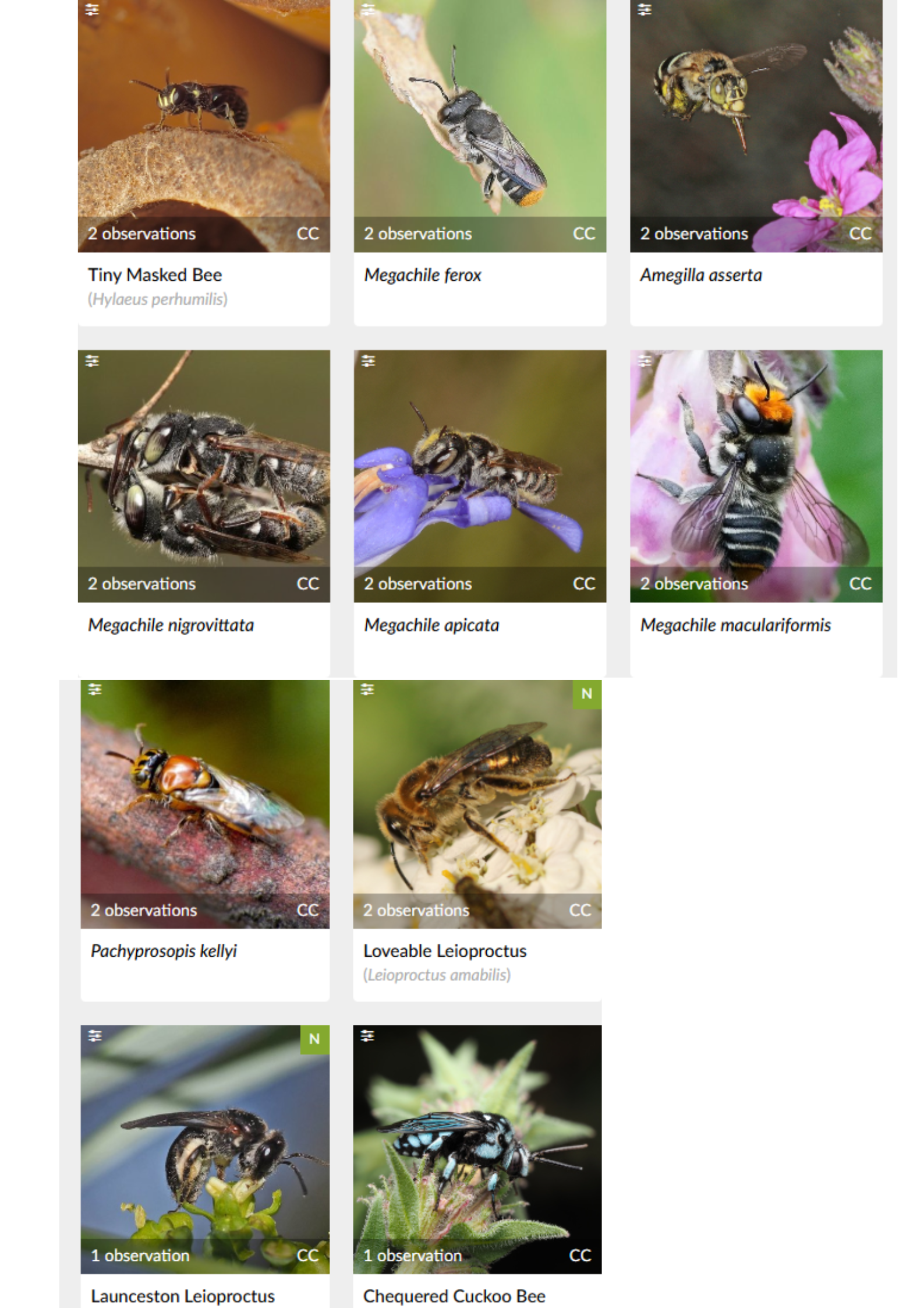 Image of various bees