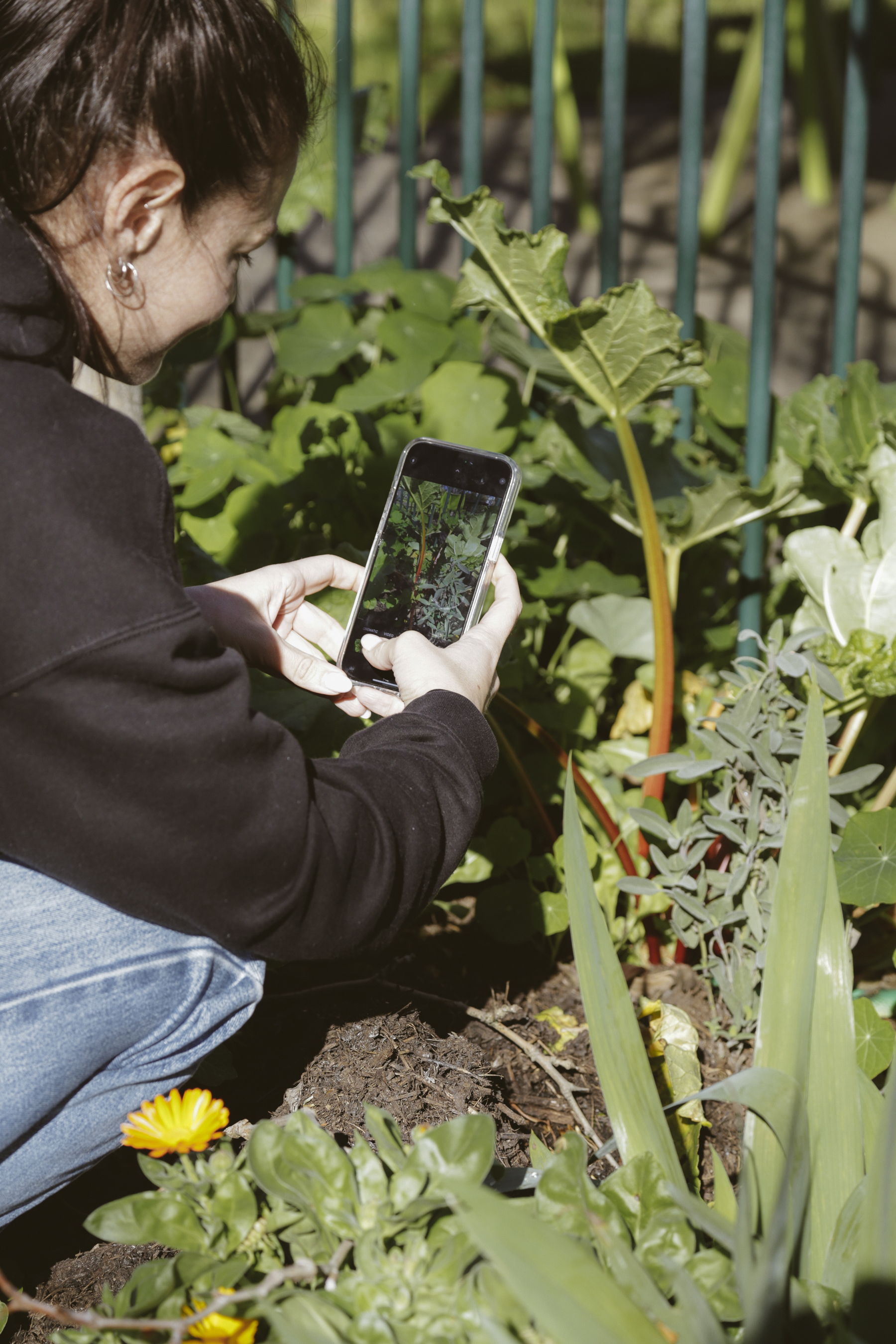 Person taking a photo on their smartphone of a veggie garden