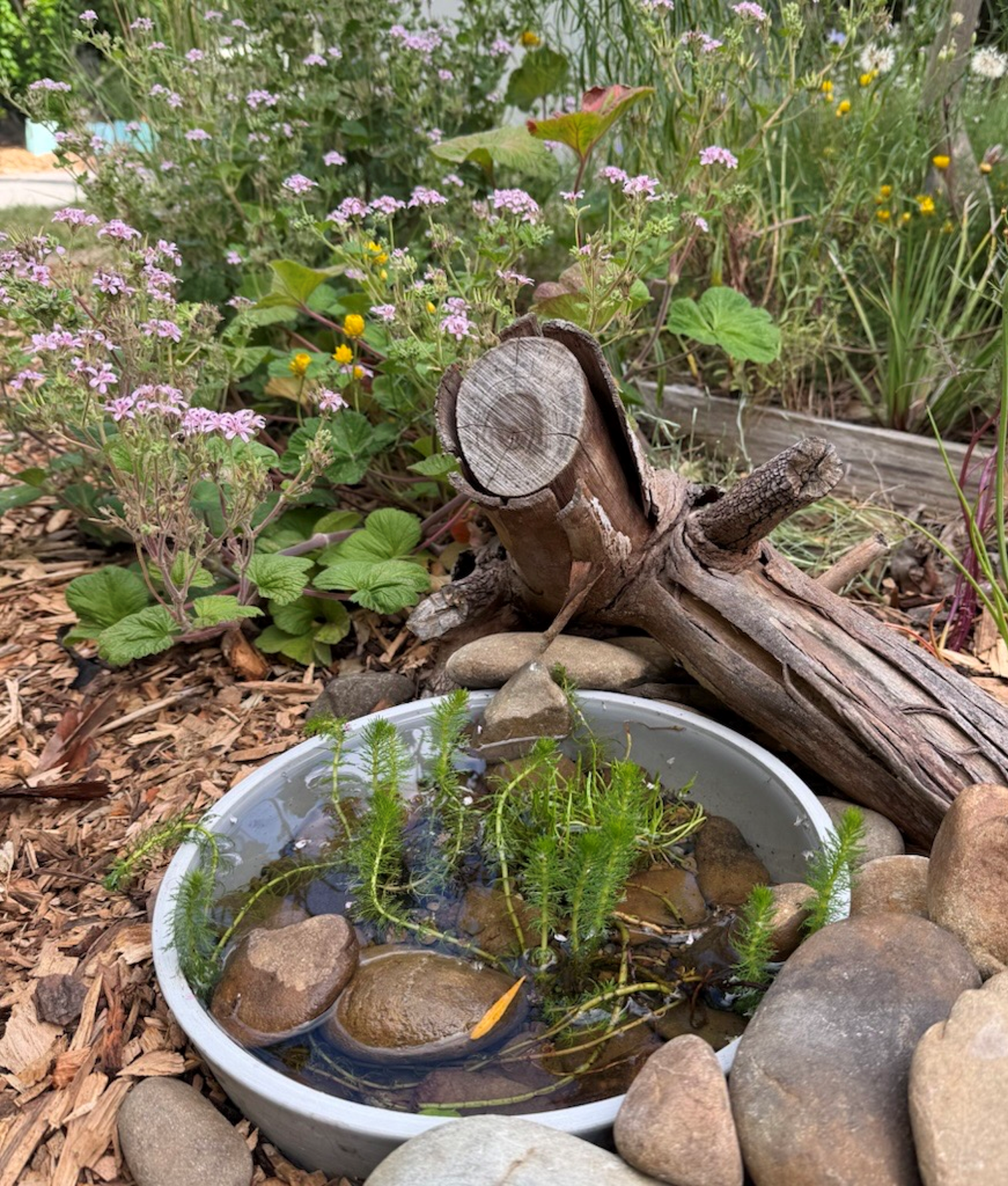 Photo of a bowl of water filled with sticks and stones in a native garden bed