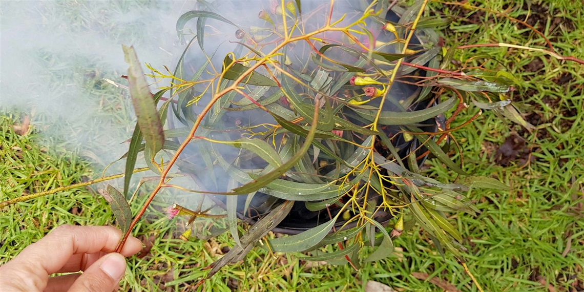 Hand holding some smoking gum leaves
