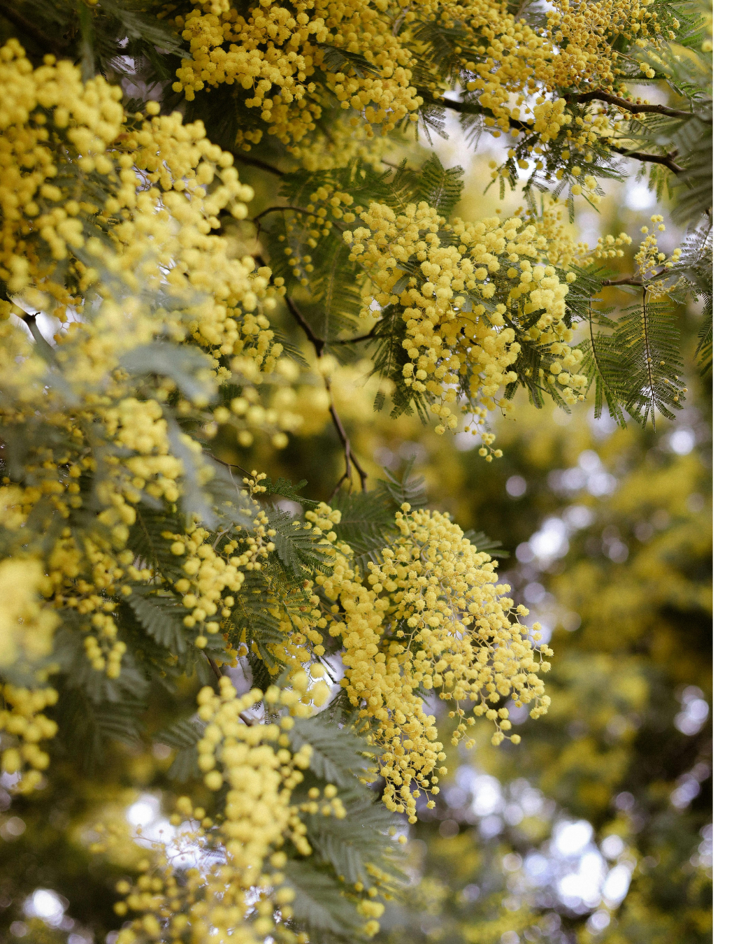 Image of silver wattle