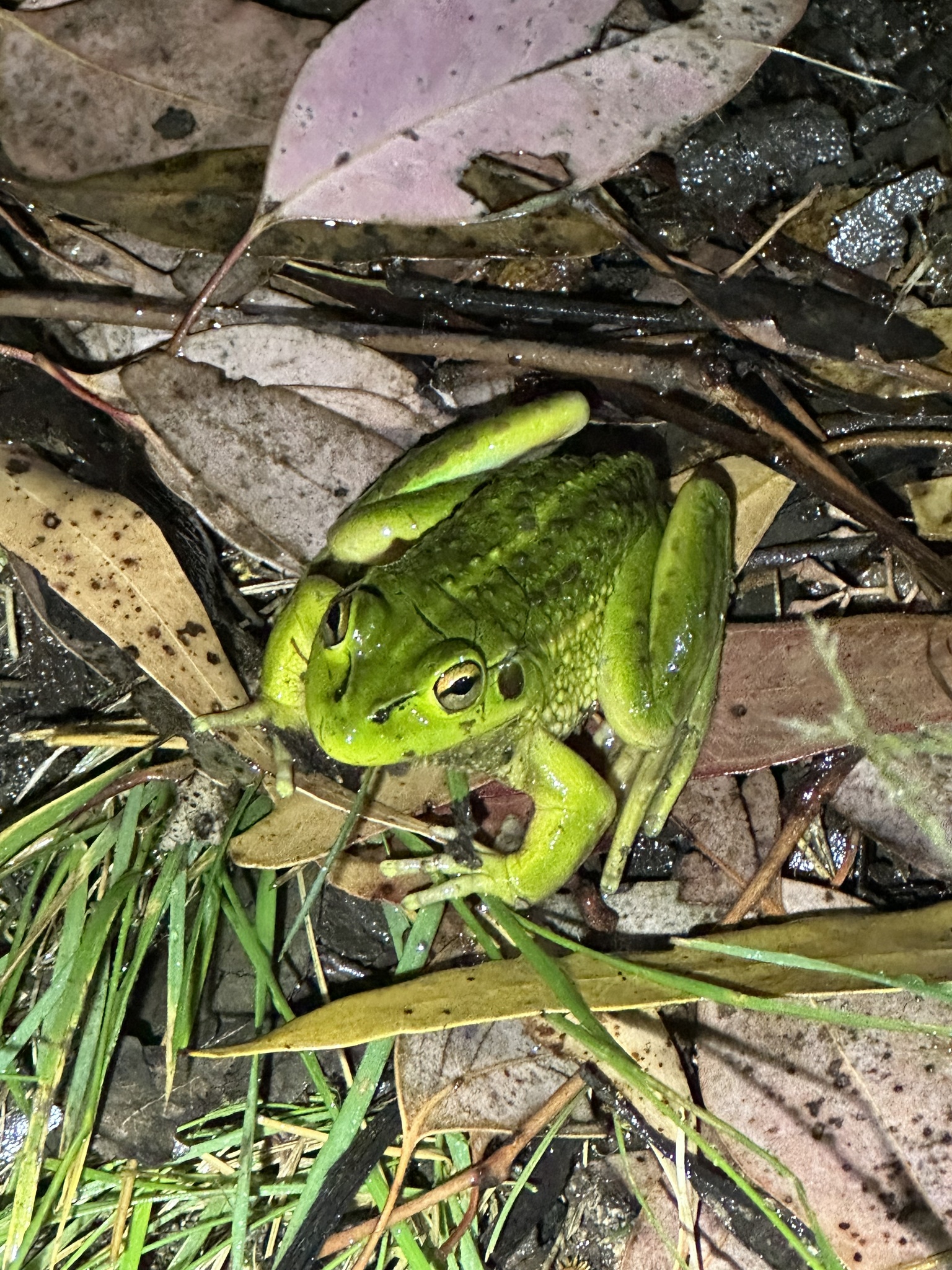 A green frog sitting on grass and leaves