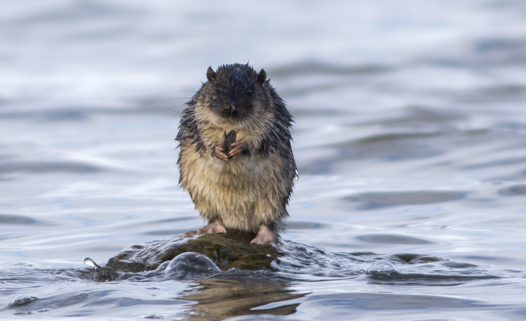 Cute photo of a Rakili eating a pippy