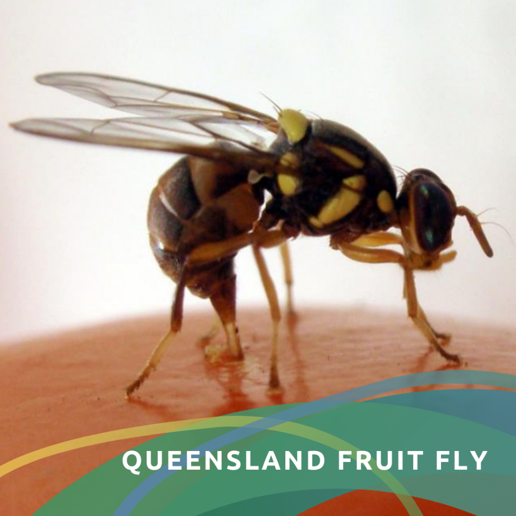 Image of a Queensland Fruit Fly on a piece of fruit or vegetable with text that reads 'Queensland Fruit Fly'