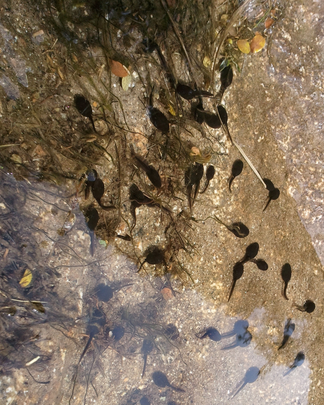 Tadpoles swimming