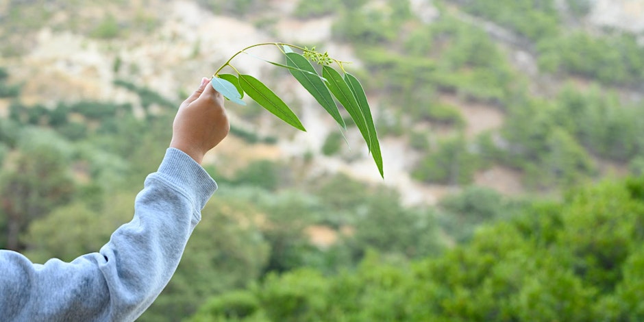 Hand holding gum leaves which are swaying in the breeze