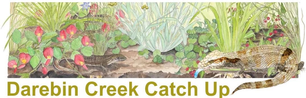 Image of a garden wit flowers and plants and a Blue-Tongue lizard with the words 'Darebin Creek Catch Up'