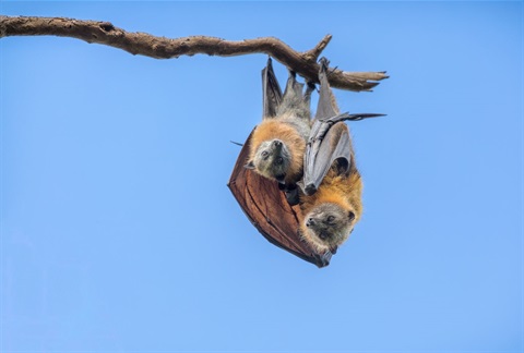 Two bats hanging upside down from a branch - looks like a parent and baby