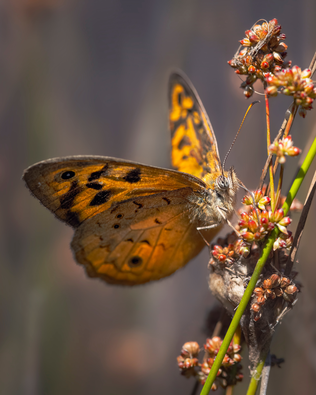 Image of Bundjil also known as the Wedge-tailed Eagle flying