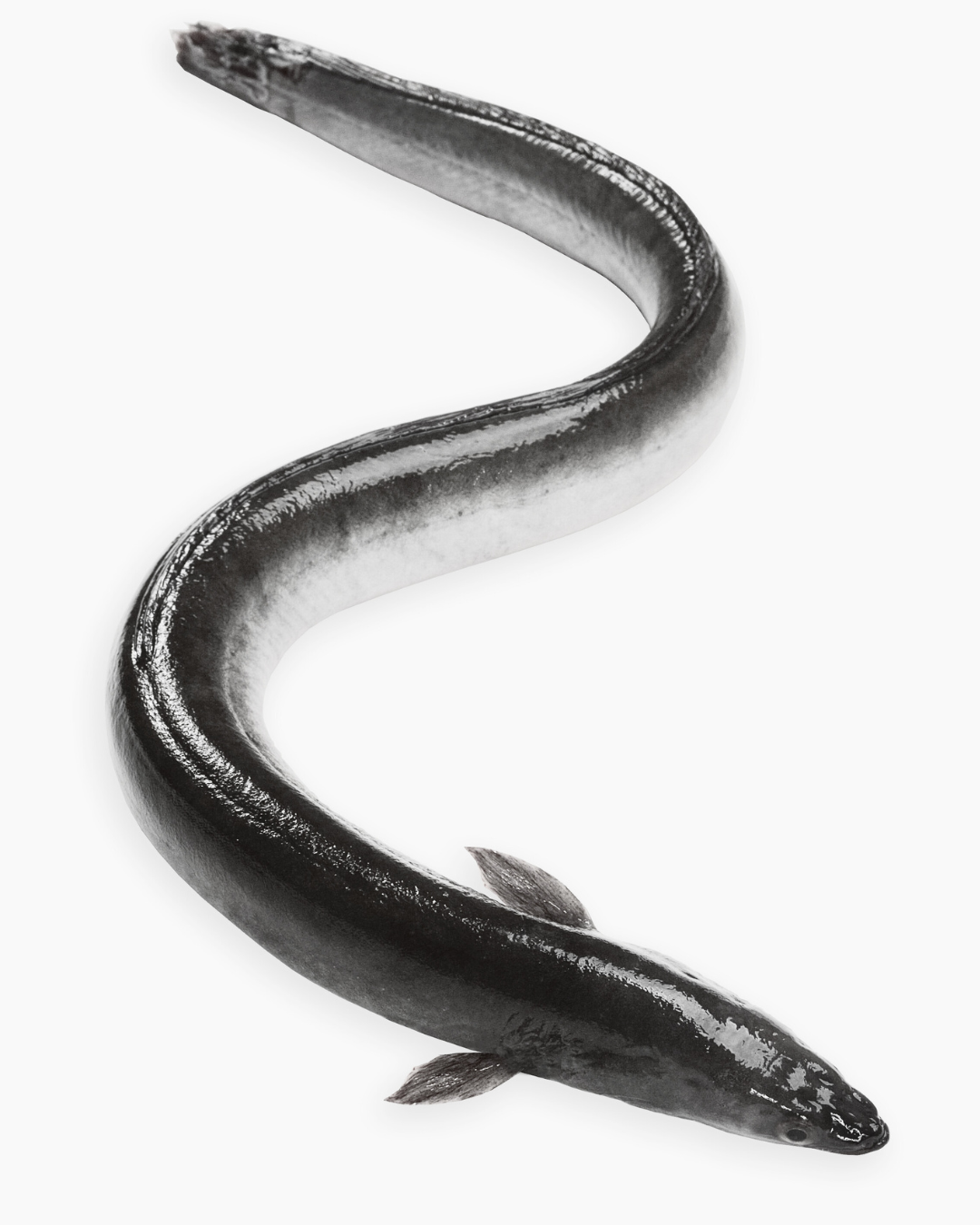 Image of Iuk eels