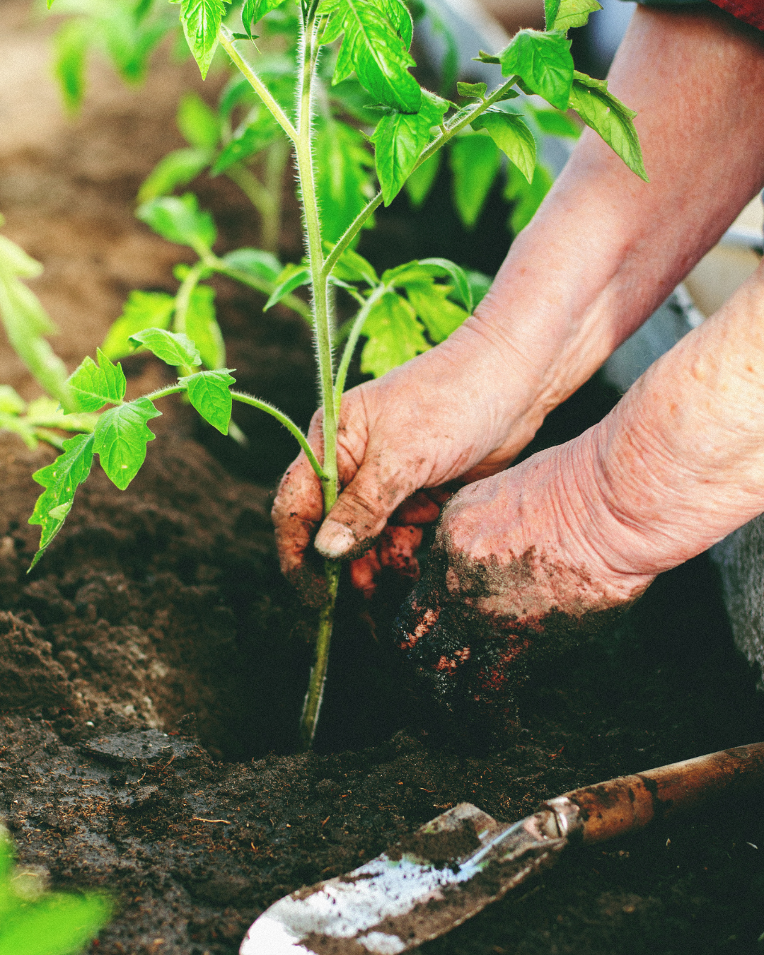 Photo of person's hands planting a tomato seedline