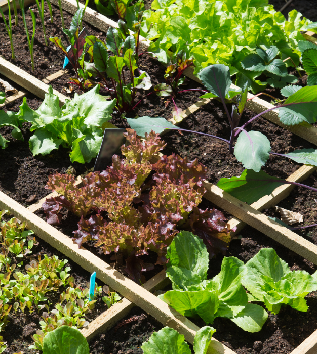 Vegetable seedlings in a wooden vegetable patch