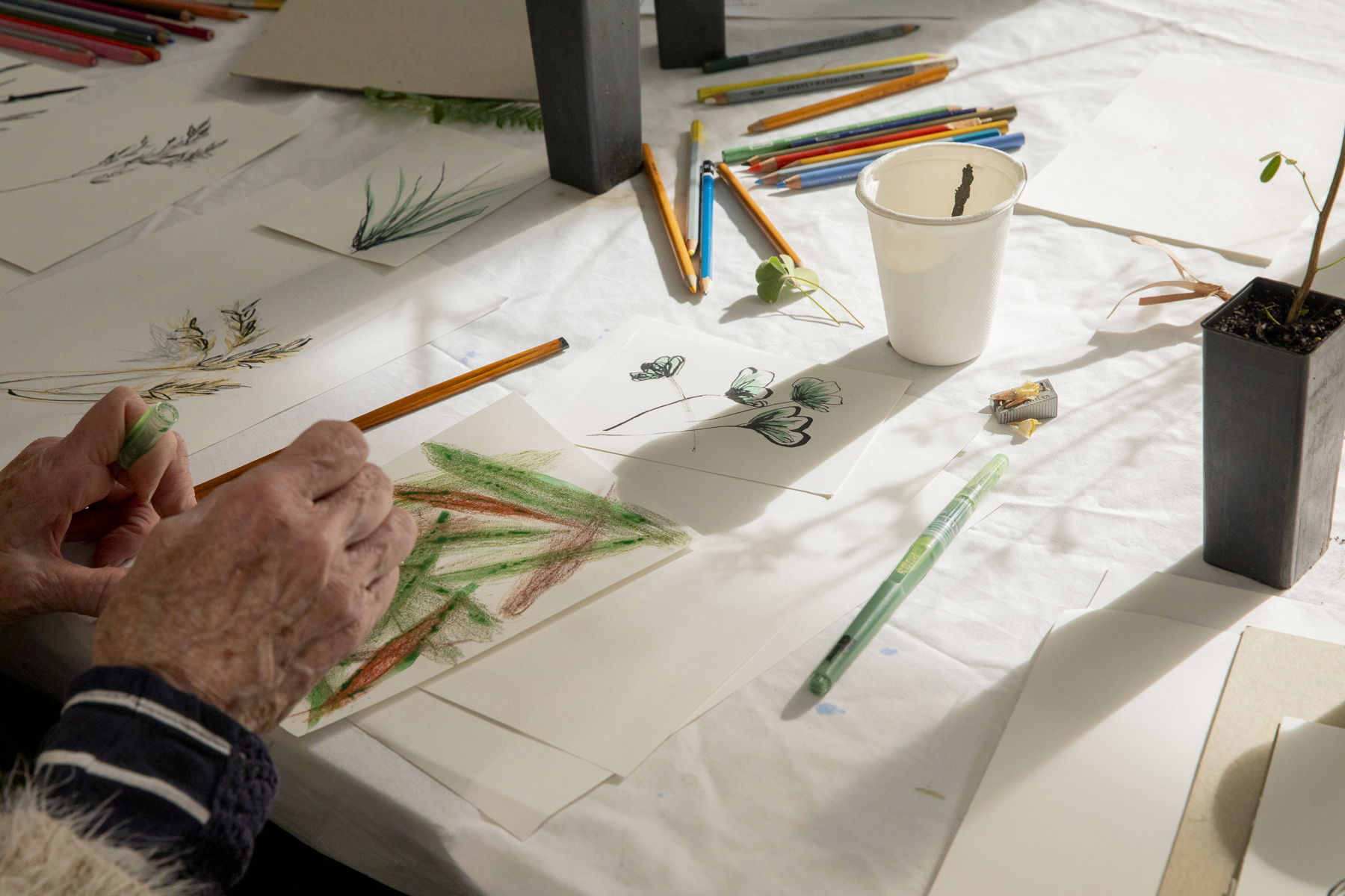 Hands drawing some plants on white paper